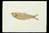 Fossil Fish (Knightia) - Wyoming #143431-1